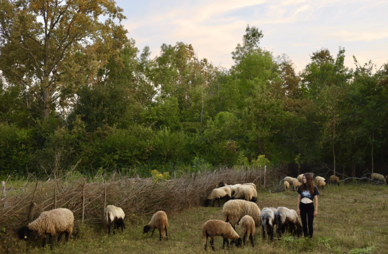 First start with fencing_