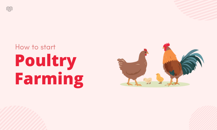 How to Start Poultry Farming Business - Step by Step Guide